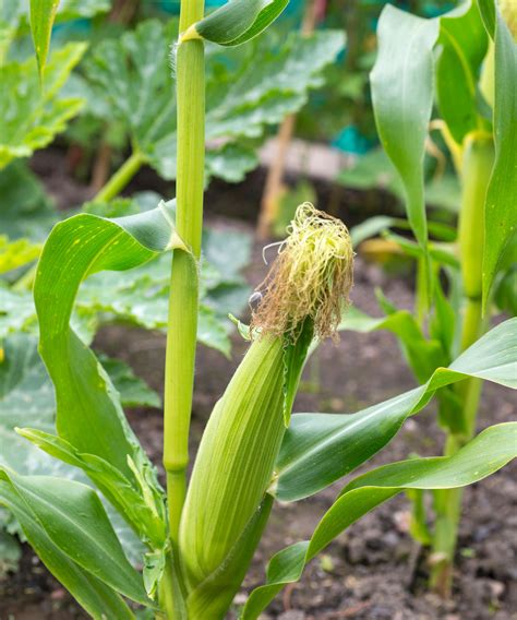 pictures of corn plants|pictures of corn growing.